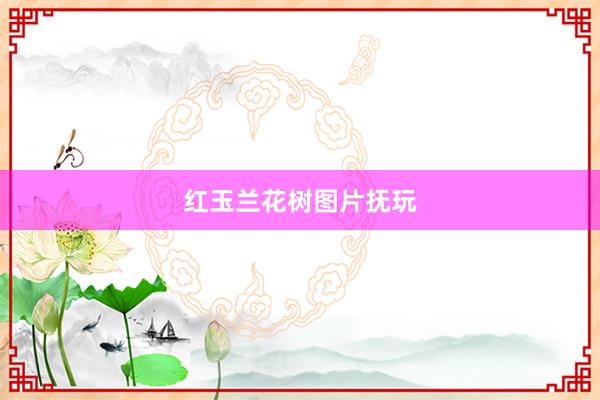 红玉兰花树图片抚玩